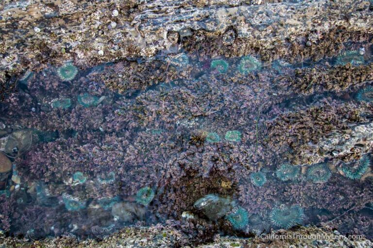 Cabrillo Beach Tide Pools & San Pedro Sunken City