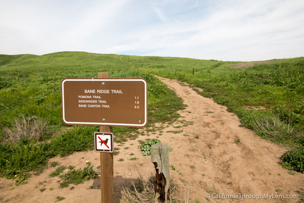 Where to See Wildflowers in Chino Hills State Park - California Through ...