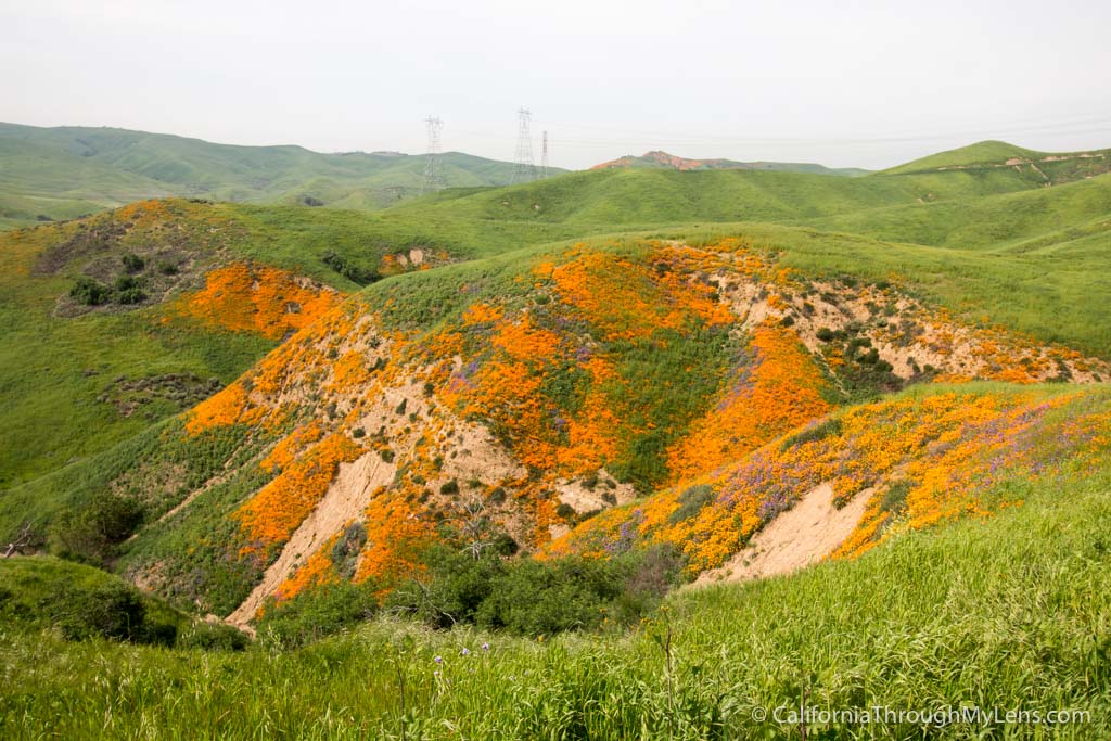 Where to See Wildflowers in Chino Hills State Park California Through