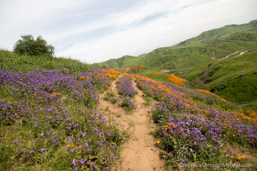 Where to See Wildflowers in Chino Hills State Park California Through