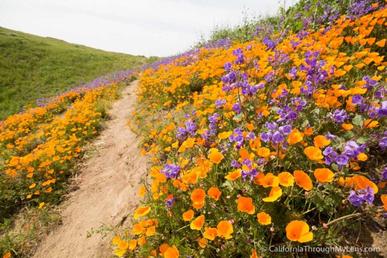 Where to See Wildflowers in Chino Hills State Park