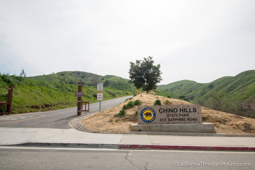 Where to See Wildflowers in Chino Hills State Park California Through