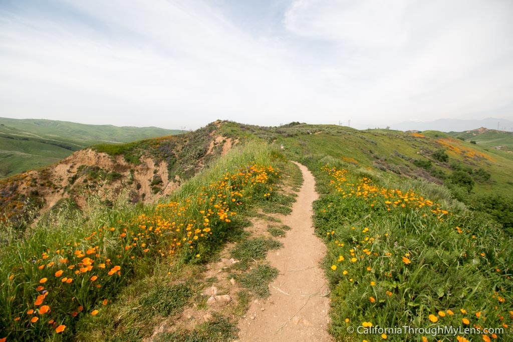 Where to See Wildflowers in Chino Hills State Park California Through