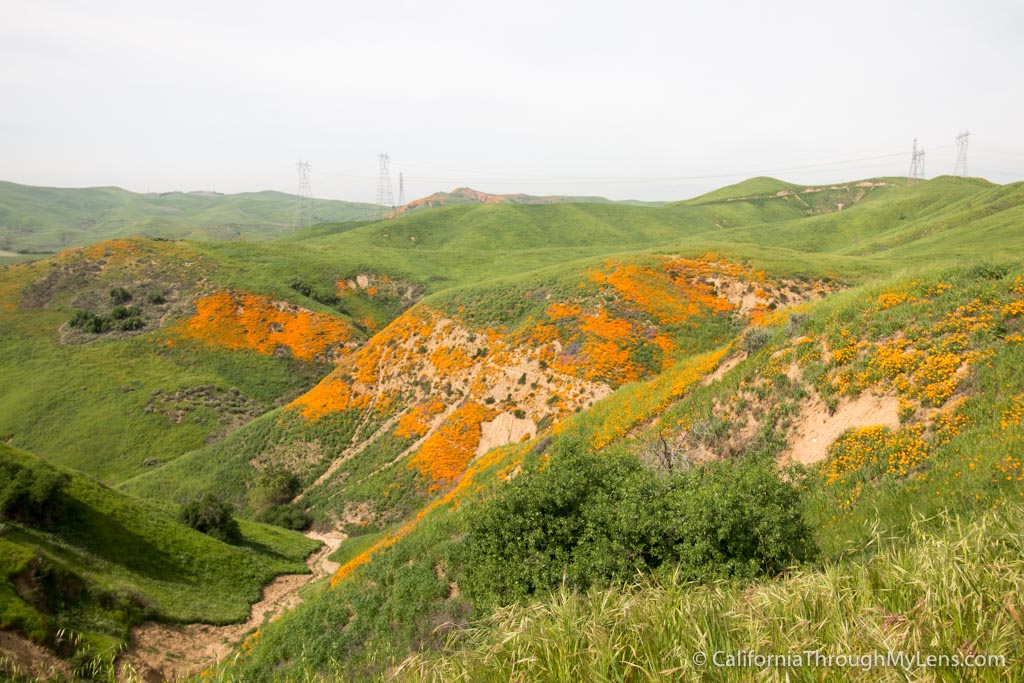 Where to See Wildflowers in Chino Hills State Park California Through