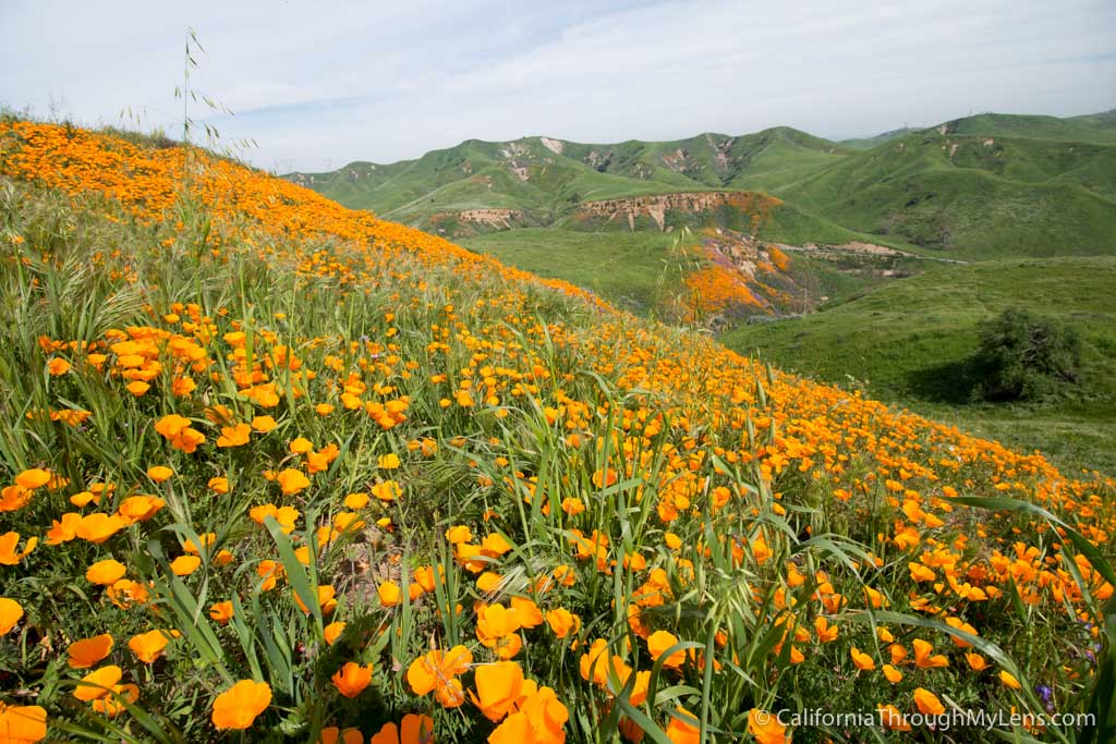 Where to See Wildflowers in Chino Hills State Park California Through