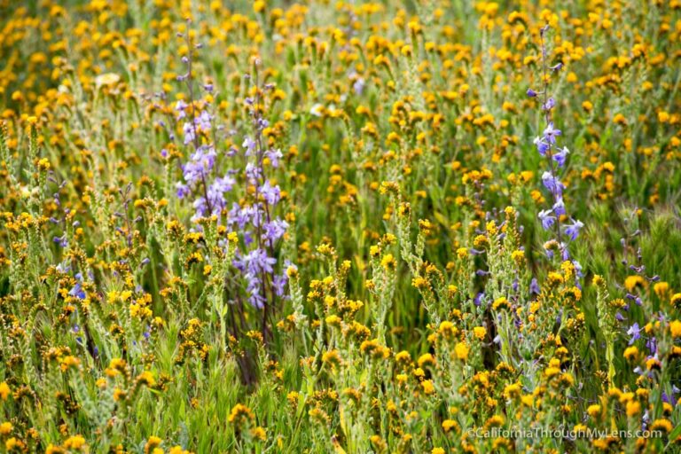 Carrizo Plain National Monument: Soda Lake, Finding Wildflowers ...