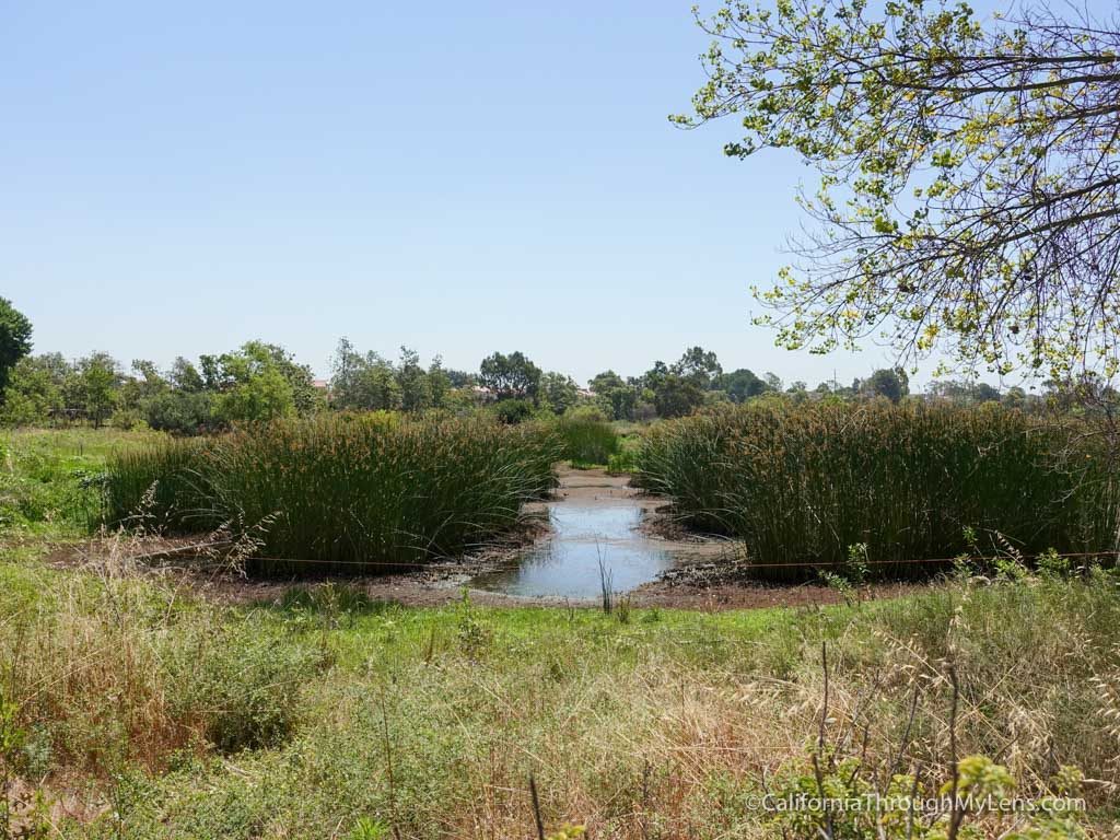 Madrona Marsh Preserve Hike in Torrance - California Through My Lens