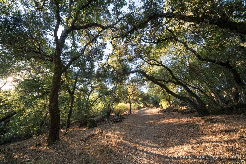 Westwood Hills Park: Hiking in Downtown Napa - California Through My Lens