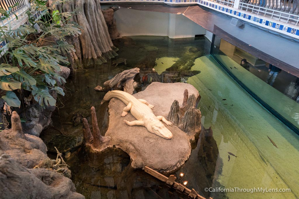 California Academy of Sciences in San Francisco's Golden Gate Park ...