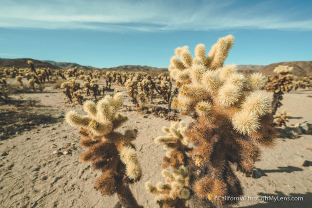 best place to visit joshua tree