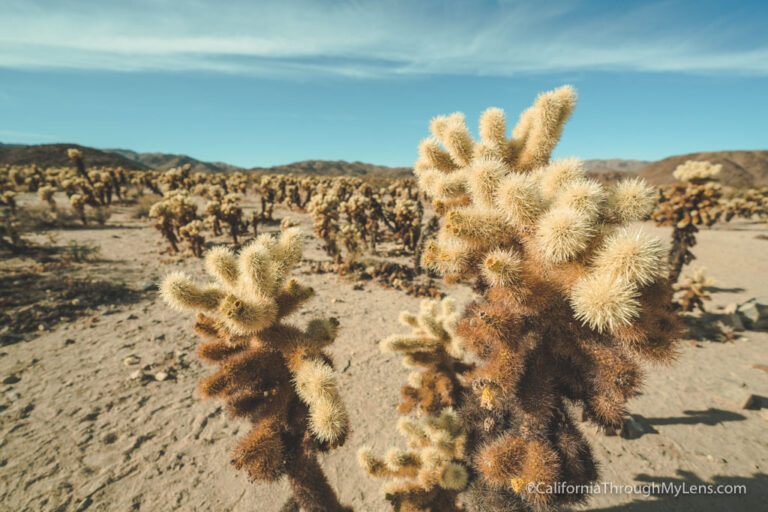 Cholla Cactus Gardens in Joshua Tree National Park