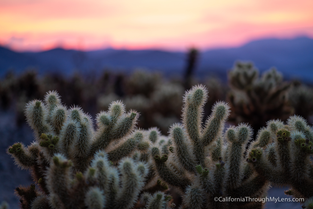 Cholla Cactus Gardens In Joshua Tree National Park California Through