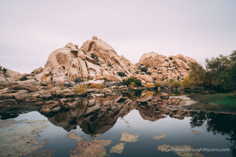 Exploring Joshua Tree with One Eleven Watches