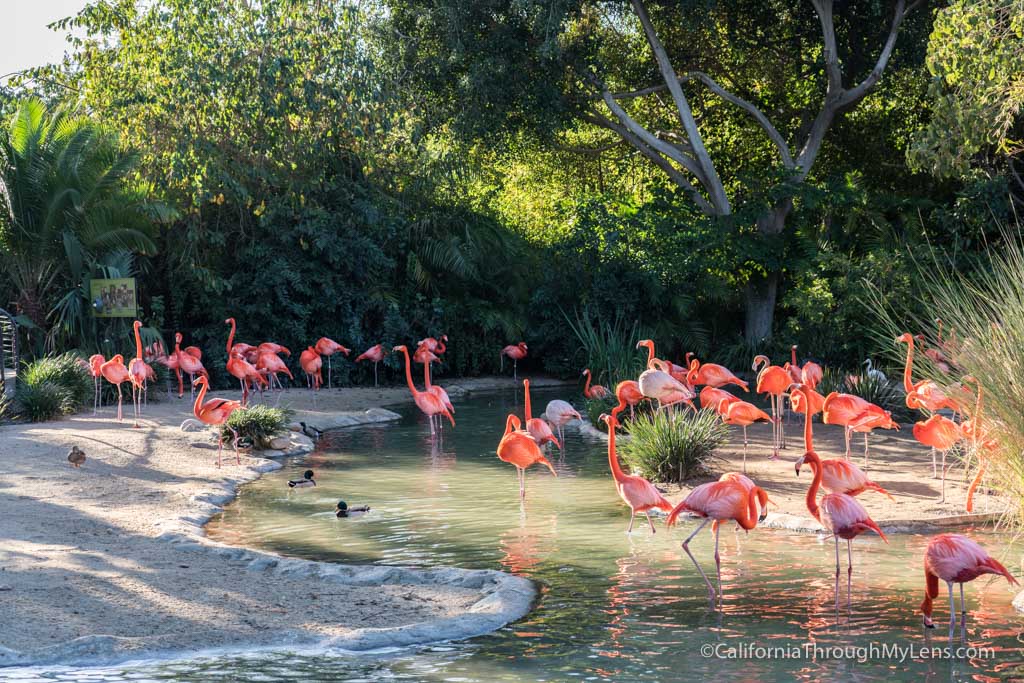 Exploring the San Diego Zoo in Balboa Park - California Through My Lens