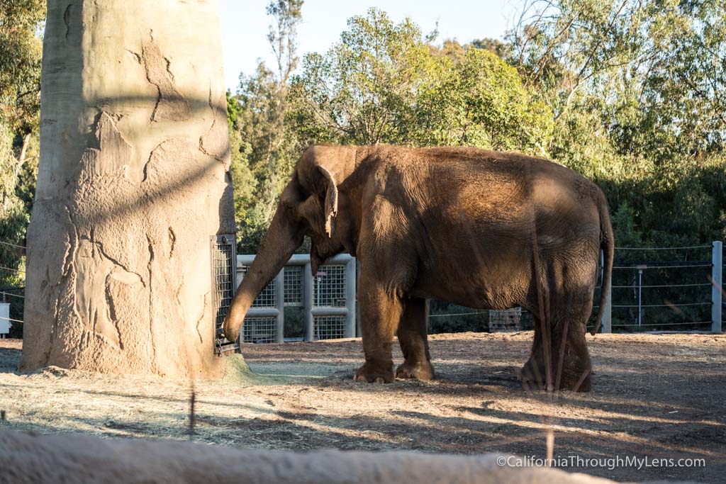 Exploring the San Diego Zoo in Balboa Park