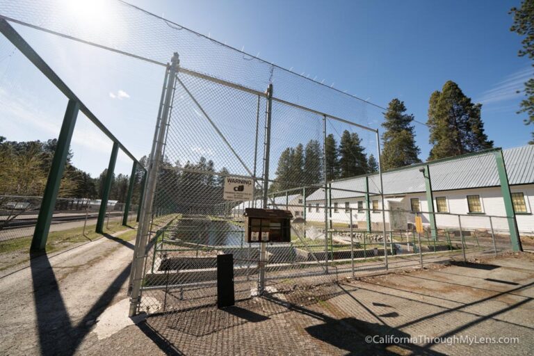 Mt Shasta Fish Hatchery: Oldest on the West Coast