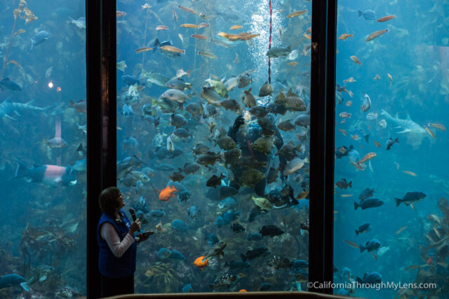 Monterey Bay Aquarium One Of The Best Aquariums In The World California Through My Lens