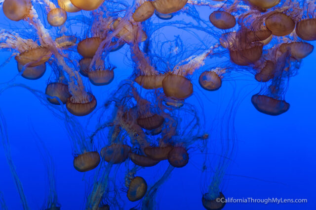 Monterey Bay Aquarium One Of The Best Aquariums In The World California Through My Lens