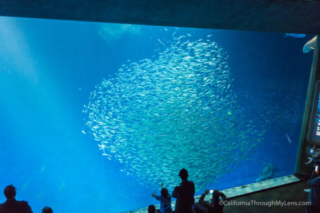 Monterey Bay Aquarium One Of The Best Aquariums In The World California Through My Lens