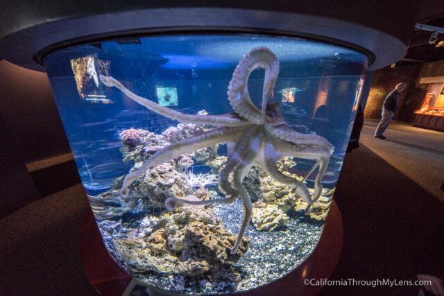 Monterey Bay Aquarium One Of The Best Aquariums In The World California Through My Lens