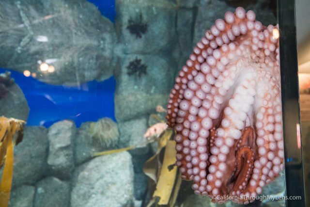 Monterey Bay Aquarium One Of The Best Aquariums In The World California Through My Lens