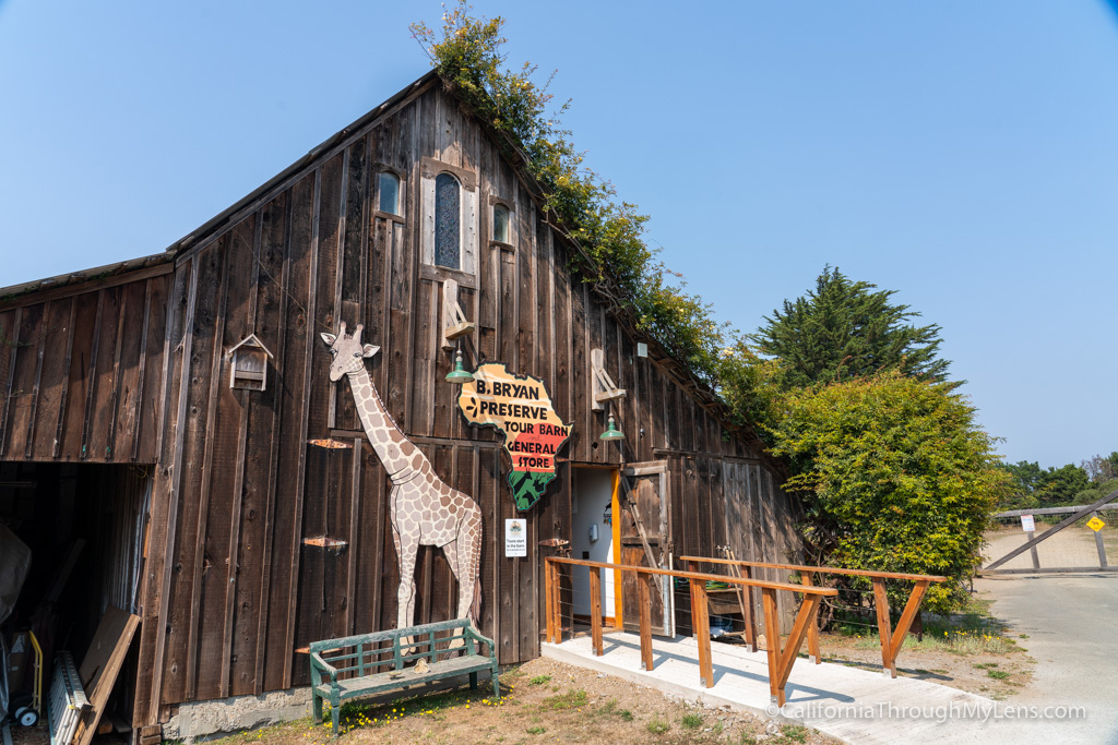 B. Bryan Preserve: Conservation And Giraffe Kisses In Point Arena ...