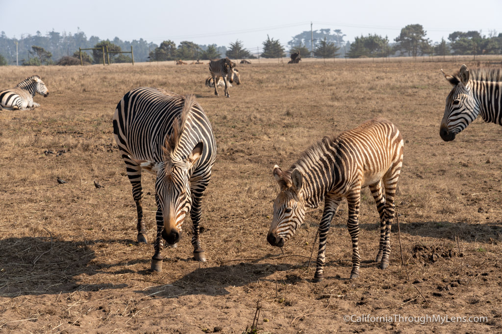 B. Bryan Preserve: Conservation And Giraffe Kisses In Point Arena ...