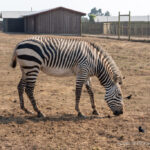 B. Bryan Preserve: Conservation and Giraffe Kisses in Point Arena