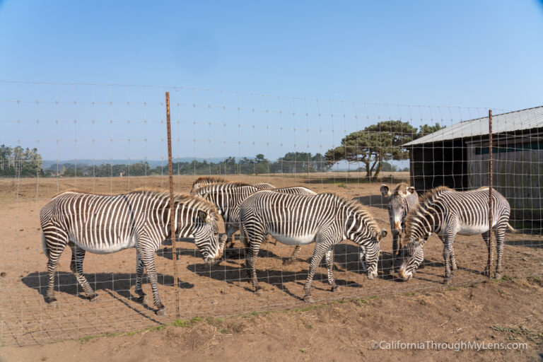 B. Bryan Preserve: Conservation And Giraffe Kisses In Point Arena ...