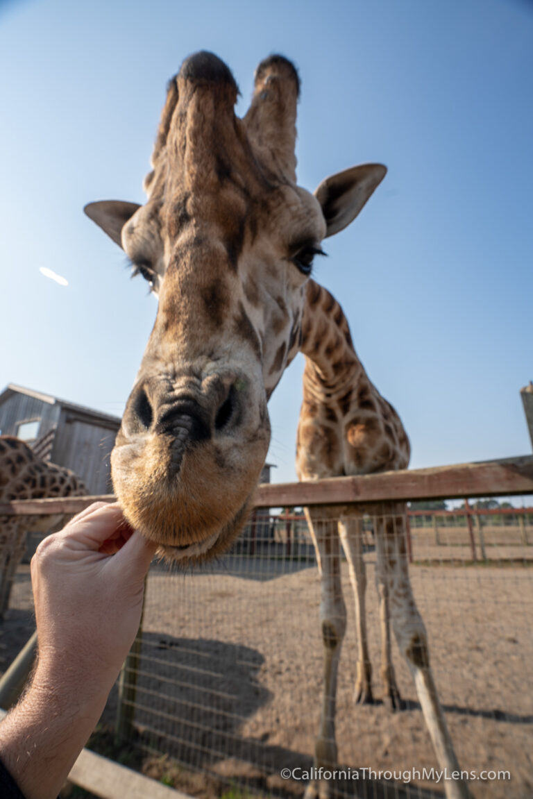 B. Bryan Preserve: Conservation And Giraffe Kisses In Point Arena ...