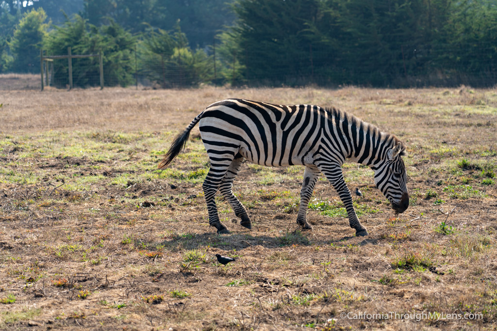 B. Bryan Preserve: Conservation And Giraffe Kisses In Point Arena ...