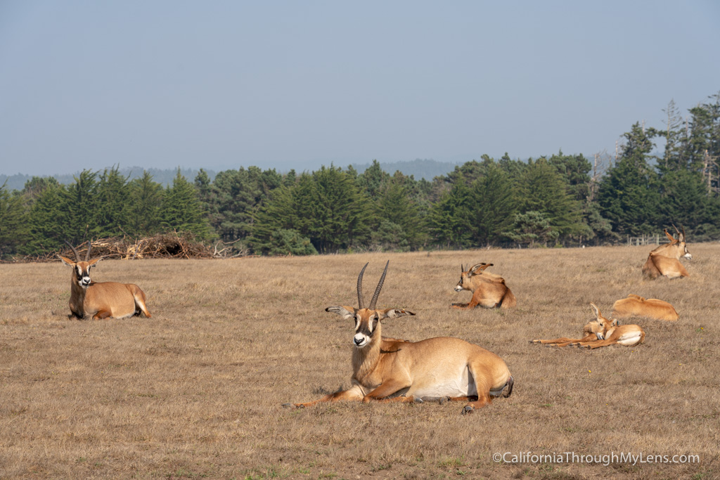 B. Bryan Preserve: Conservation And Giraffe Kisses In Point Arena ...