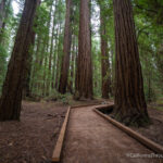 Hiking Big Hendy Grove in Hendy Woods State Park