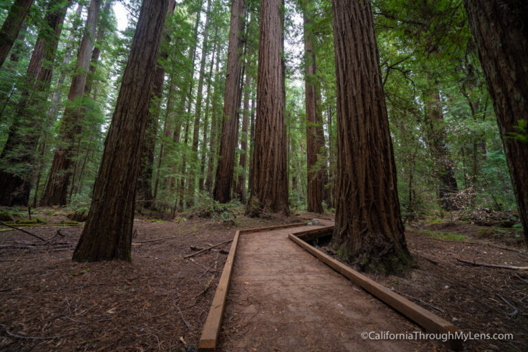 Hiking Big Hendy Grove in Hendy Woods State Park