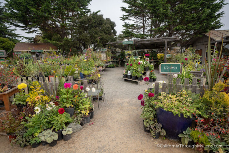 Mendocino Botanical Gardens Near Fort Bragg