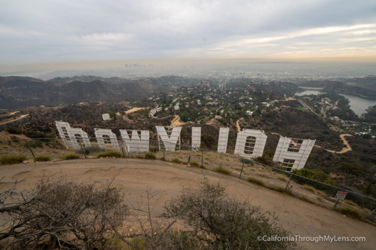Hiking to the Wisdom Tree and Hollywood Sign