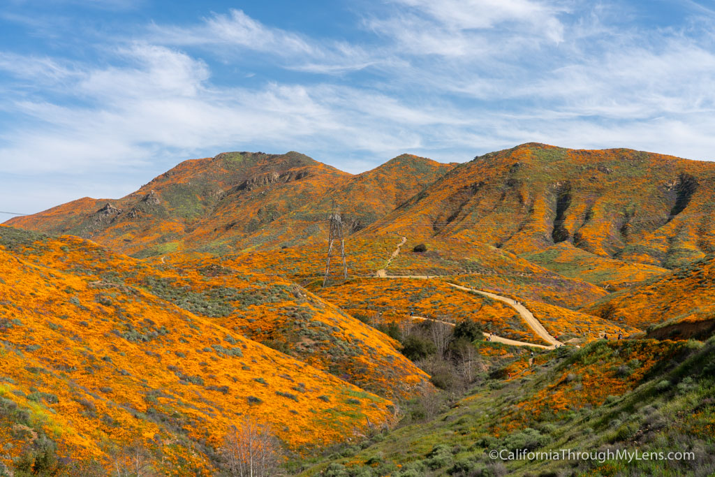 Walker Canyon Poppy Super Bloom in Lake Elsinore (2019) California