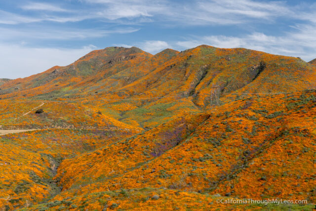 Walker Canyon Poppy Super Bloom in Lake Elsinore (2019) - California