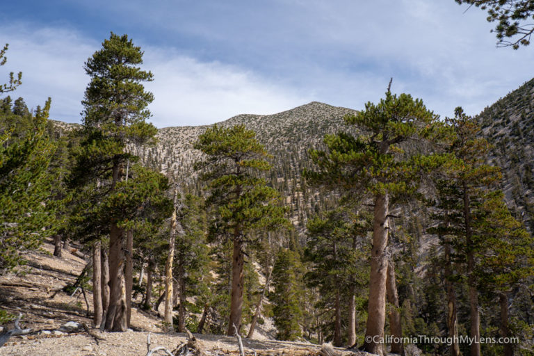 Hiking San Gorgonio Peak: Tallest Mountain in Southern California ...