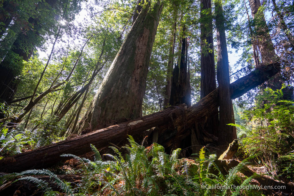 Tall Trees Grove in Redwood National Park California Through My Lens