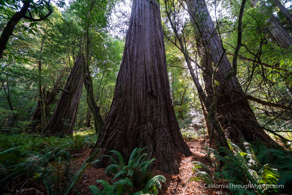 Tall Trees Grove in Redwood National Park California Through My Lens