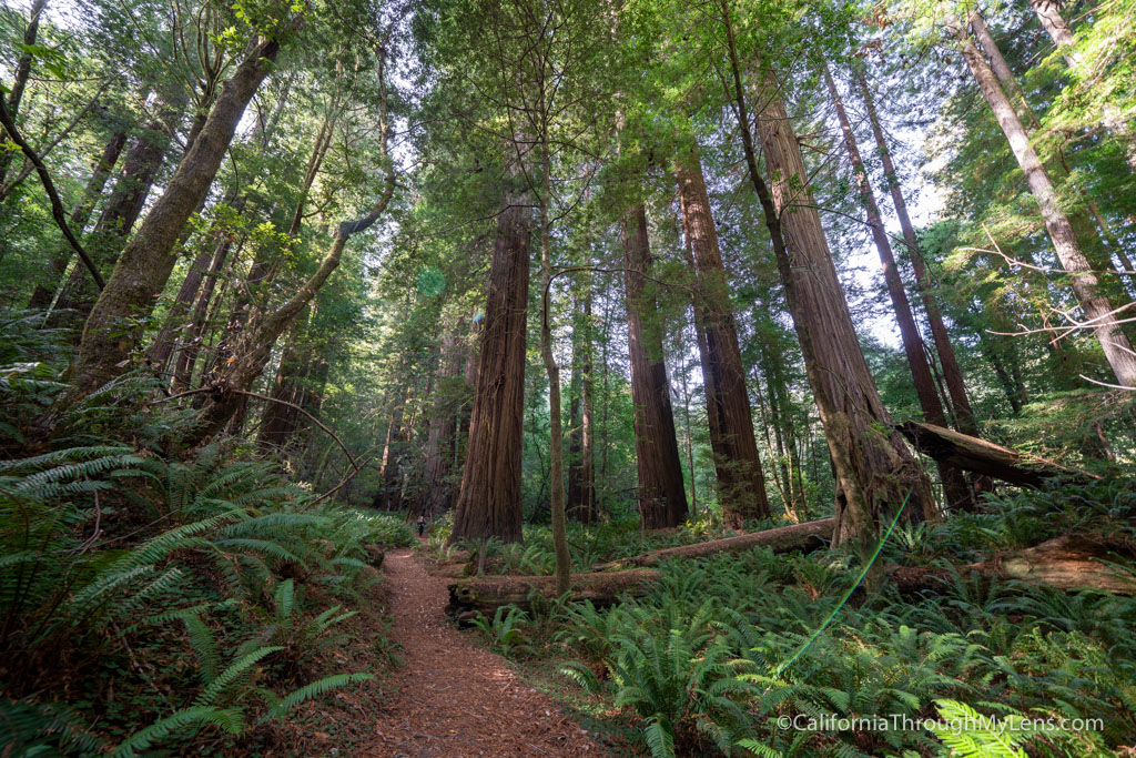 Tall Trees Grove in Redwood National Park California Through My Lens
