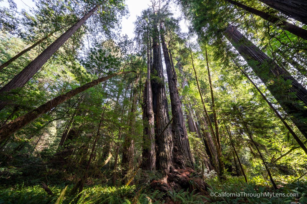 Tall Trees Grove in Redwood National Park California Through My Lens