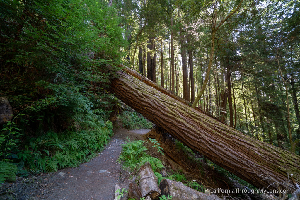 Tall Trees Grove in Redwood National Park California Through My Lens