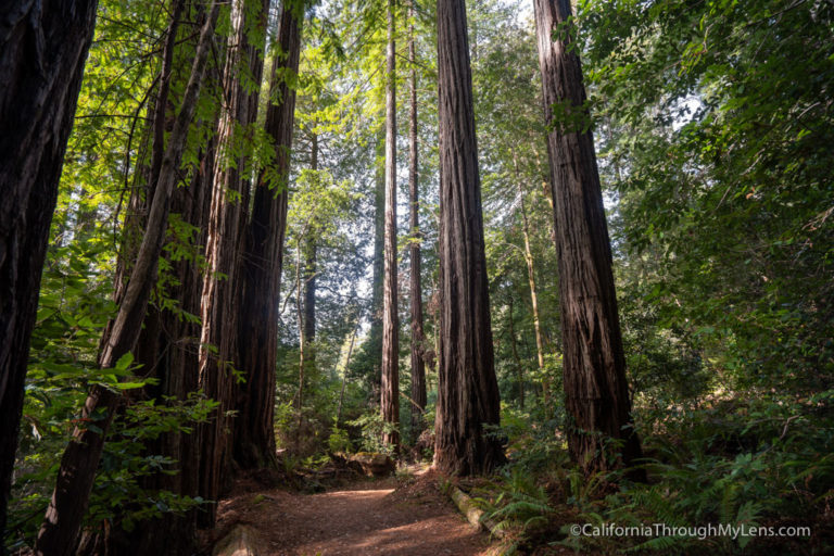 Redwood National Park Guide: Hikes, Groves & Beaches