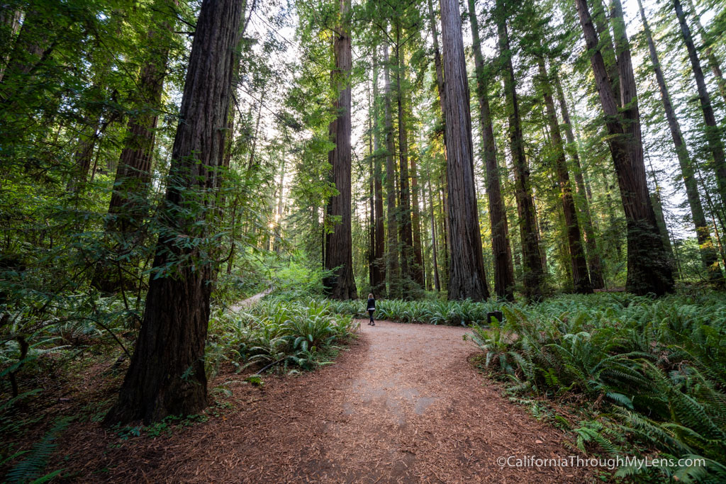 Stout Grove in Jedediah Smith Redwoods State Park - California Through ...