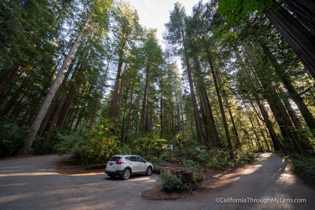 Stout Grove In Jedediah Smith Redwoods State Park - California Through 