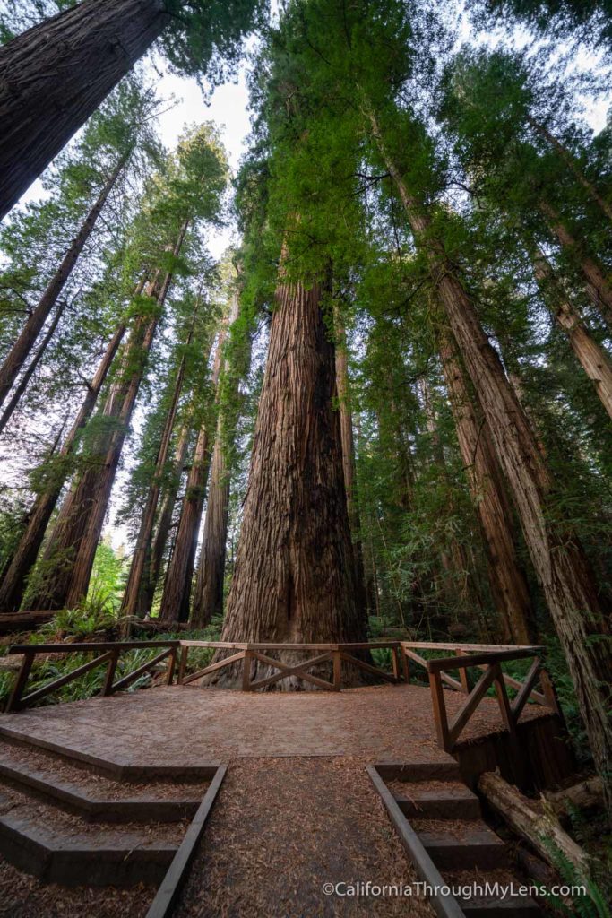 Stout Grove in Jedediah Smith Redwoods State Park - California Through ...