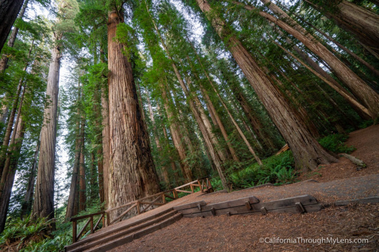 Stout Grove in Jedediah Smith Redwoods State Park
