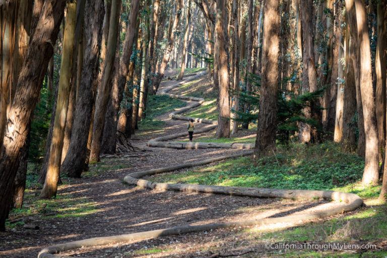 Visiting Andy Goldsworthy’s Art Pieces at the Presidio in San Francisco